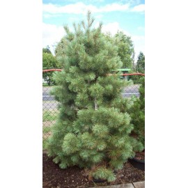 Сосна веймутовая